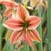 Amaryllis ou Hippeastrum Exotic Star