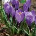 25 Crocus à grandes fleurs Grand Maïtre