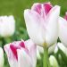 Tulipe Triomphe COLOR MAGIC ®
