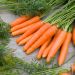 Carotte Nantaise Améliorée 3 BIO
