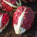Chicorée à feuilles Rouge de Vérone