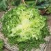 Chicorée Frisée de Meaux