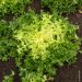 Chicorée Frisée de Ruffec
