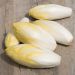 Chicorée Endive Witloof Crénoline Hybride F1
