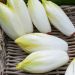Chicorée Endive Witloof Platine Hybride F1