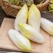 Chicorée Endive Witloof Zoom Hybride F1