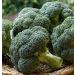 Chou Brocoli Verdia HF1