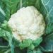 Chou-Fleur Merveille de Toutes Saisons