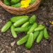 Cornichon Vert Petit de Paris