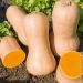 Courge Musquée Waltham Butternut BIO