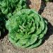 Laitue pommée Craquerelle du Midi