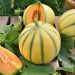 Melon Charentais BIO