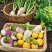 Navet légume en mélange