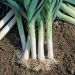 Poireau Bleu de Solaise