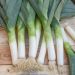 Poireau Géant précoce race Major