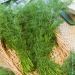 Aneth Officinal BIO pour potagers d'intérieur