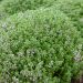 Plant de Thym officinal