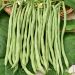 Haricot à rames mangetout Fortex