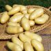 Pomme de terre Amandine