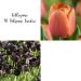 Collection de 40 Tulipes simples tardives