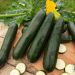 Courgette verte noire maraîchère BIO