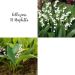 Collection de 18 Griffes de Muguet