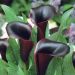 Arum Forêt noire