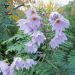 Dahlia Imperialis