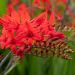 Crocosmia Lucifer