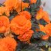 Bégonias NON STOP ® Orange
