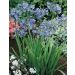 Agapanthe naine Blue Baby