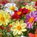 Dahlias nains Top-Mix en mélange