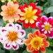 Dahlia à collerette en mélange