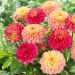 Dahlias nains en mélange Princesses Elisabeth et Gracia