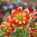 Dahlia collerette Pooh