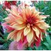 Dahlia Décoratif à Grandes Fleurs FRENCH CANCAN ® Le lot de 2