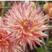 Dahlia Cactus à grandes fleurs Marcanti