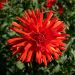 Dahlia cactus à grandes fleurs Vulcania