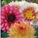 Dahlias assortiment fleurs sensuelles