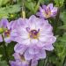 Dahlia buisson Prestance