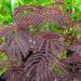 Albizia Julibrissin Summer Chocolate LEONIDAS ®