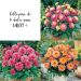 Collection de 6 dahlias nains GALLERY ®