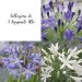 Collection de 3 agapanthes hautes