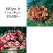 Collection de 6 Super bégonias SENSATION ®