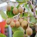 Kiwi autofertile BIO, Actinidia deliciosa ou Actinidia chinensis SOLISSIMO ® Renact