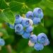 Myrtillier ou Vaccinium corymbosum 'Blue Crop'