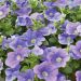 Pétunia SURFINIA ® HEAVENLY BLUE ® Sunsurf Skytatsu