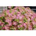 Pétunia SURFINIA ® GREEN EDGE PINK ® Sunsuf Suika