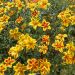 Bidens BEEDANCE ® PAINTED YELLOW Sunbidevb 4