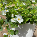 Bacopa scopia Compact White